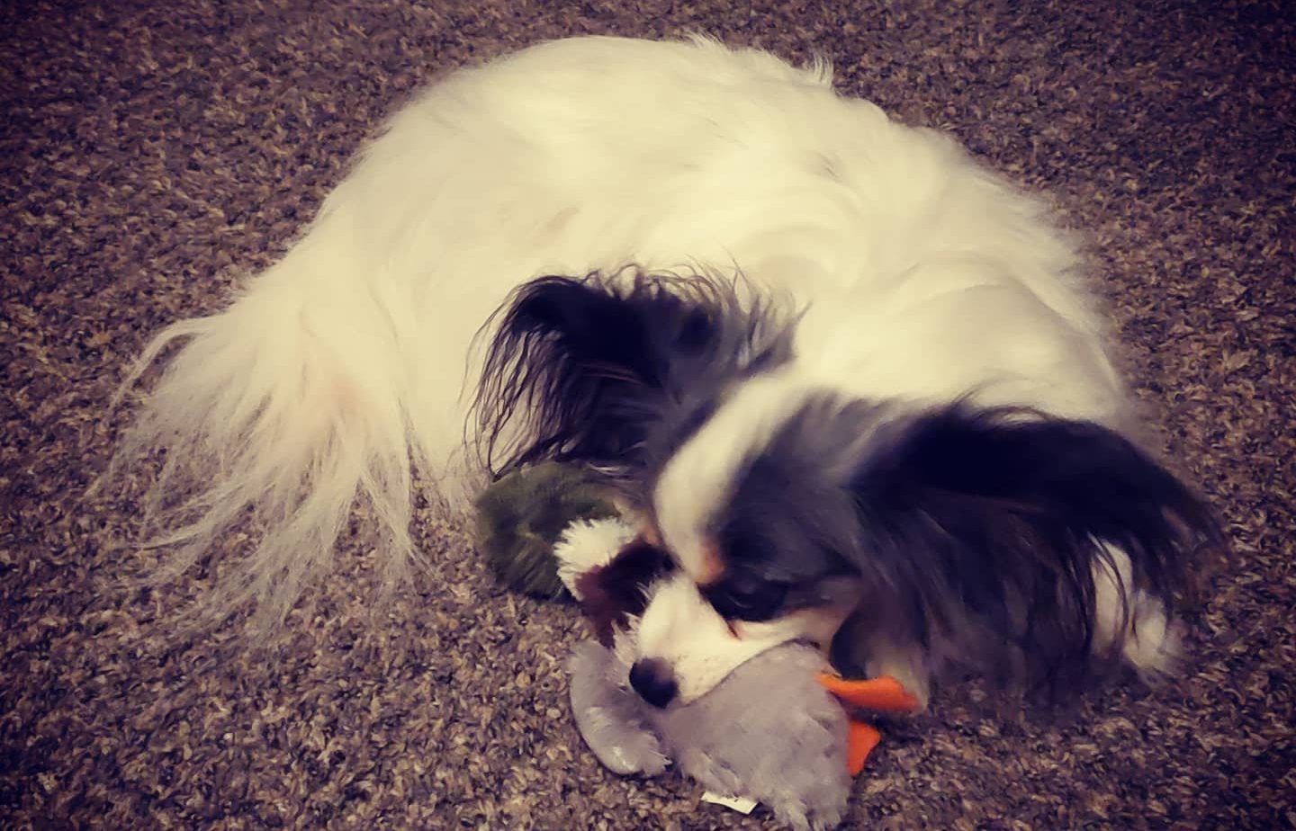 What Motivates Your Dog?